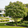 NordMax21? Royal Empress Tree Florida - Paulownia