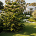 Norfolk Island Pine Tree - Araucaria heterophylla