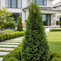 Proven Winners? North Pole? Arborvitae - Thuja occidentalis 'Art Boe'