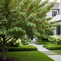 North Star Cherry - Prunus cerasus
