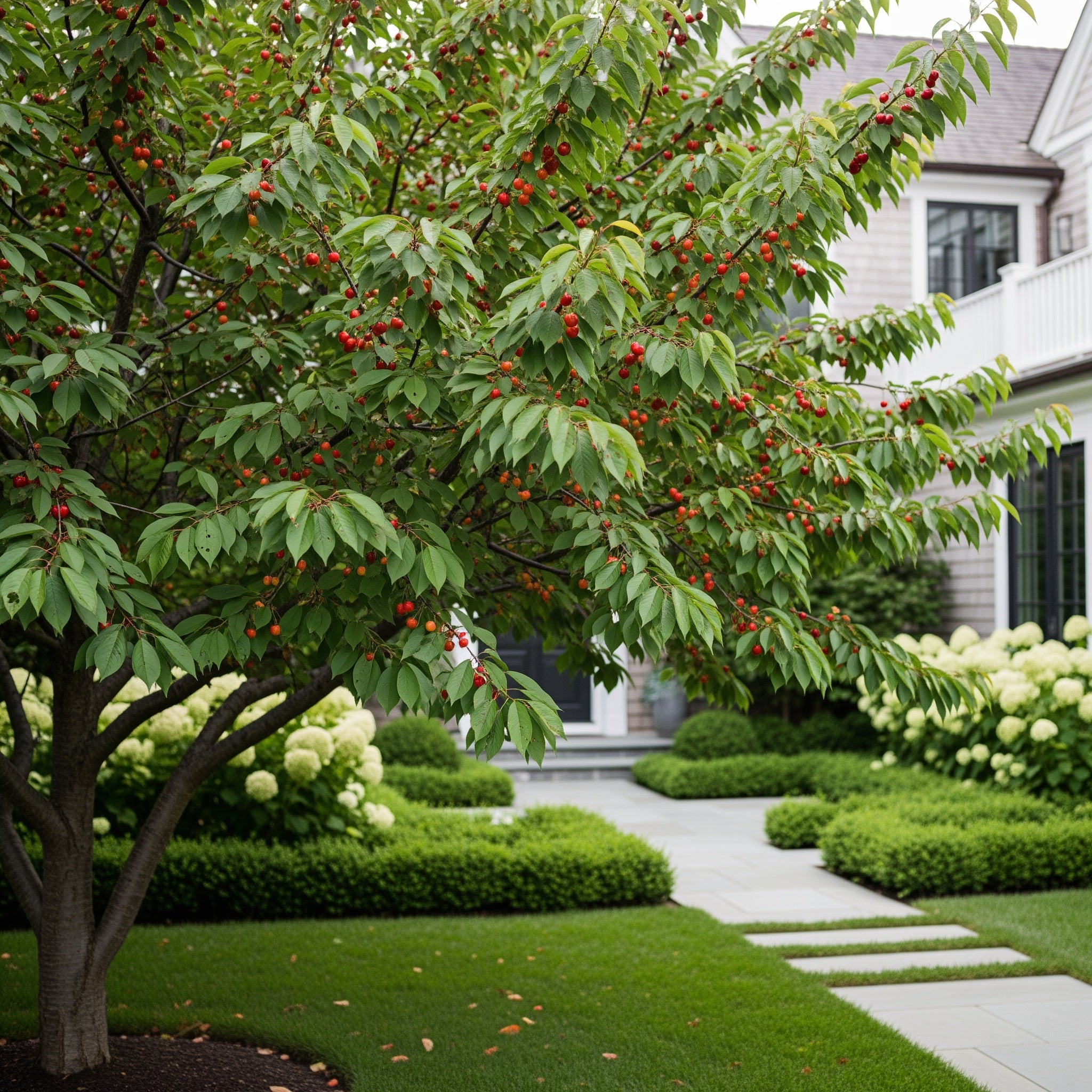 North Star Cherry - Prunus cerasus