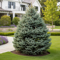 North Star White Spruce Tree - Picea glauca 'North Star'