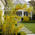 Northern Gold Forsythia - Forsythia x intermedia 'Northern Gold'