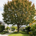 Northern Red Oak Tree - Quercus rubra