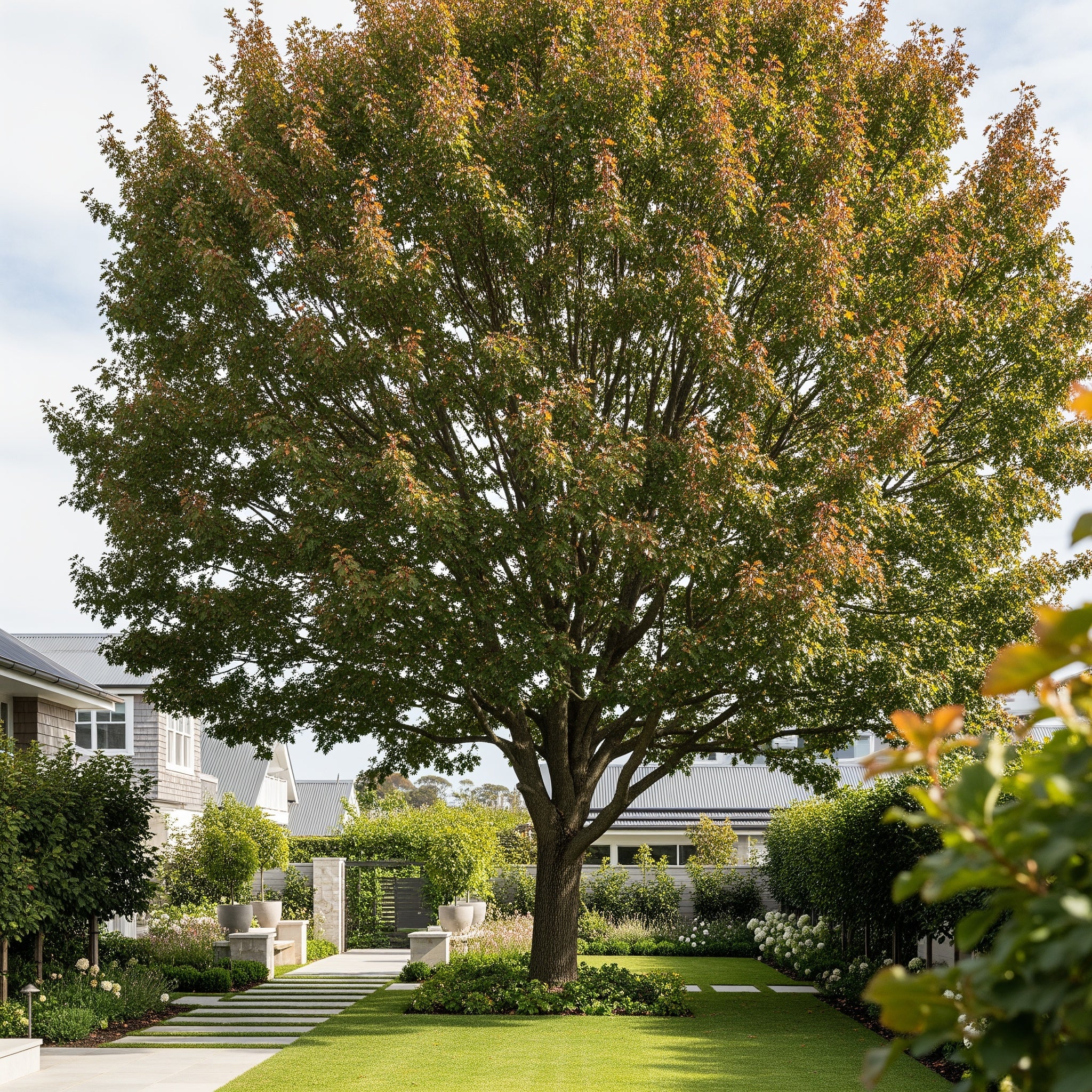 Northern Red Oak Tree - Quercus rubra
