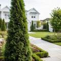 Northern Spire Western Red Cedar Tree - Thuja plicata 'Northern Spire'