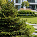 Norway Spruce Tree - Picea abies