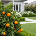 Nules Clementine Bush - Citrus clementina