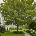 Nuttall Oak Tree - Quercus nuttallii