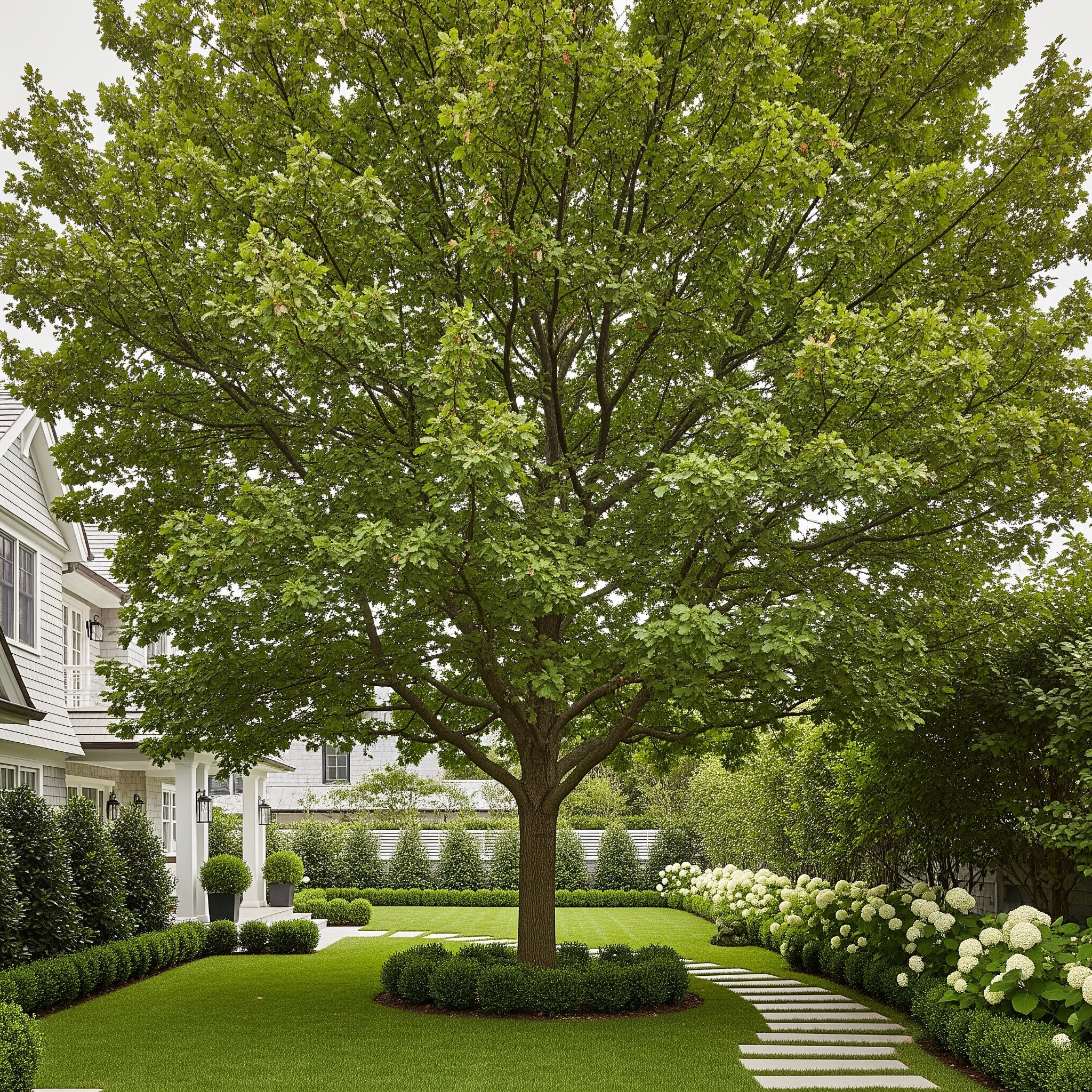 Nuttall Oak Tree - Quercus nuttallii
