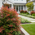 Southern Living? Obsession Nandina Shrub - Nandina domestica 'Obsession'