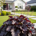 Obsidian Coral Bells (Heuchera) - Heuchera