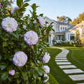 Southern Living? October Magic? Orchid? Camellia Shrub - Camellia sasanqua 'October Magic Orchid'