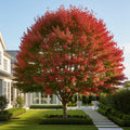 October Glory Red Maple Tree - Acer rubrum 'October Glory'