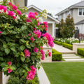Oh My My Bougainvillea - Bougainvillea