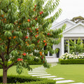 O'Henry Peach Tree California - Prunus persica 'O'Henry'