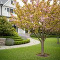 Okame Cherry Tree - Prunus ? incanoides 'Okame'