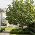 Olympian Fig Tree - Ficus carica 'Olympian'