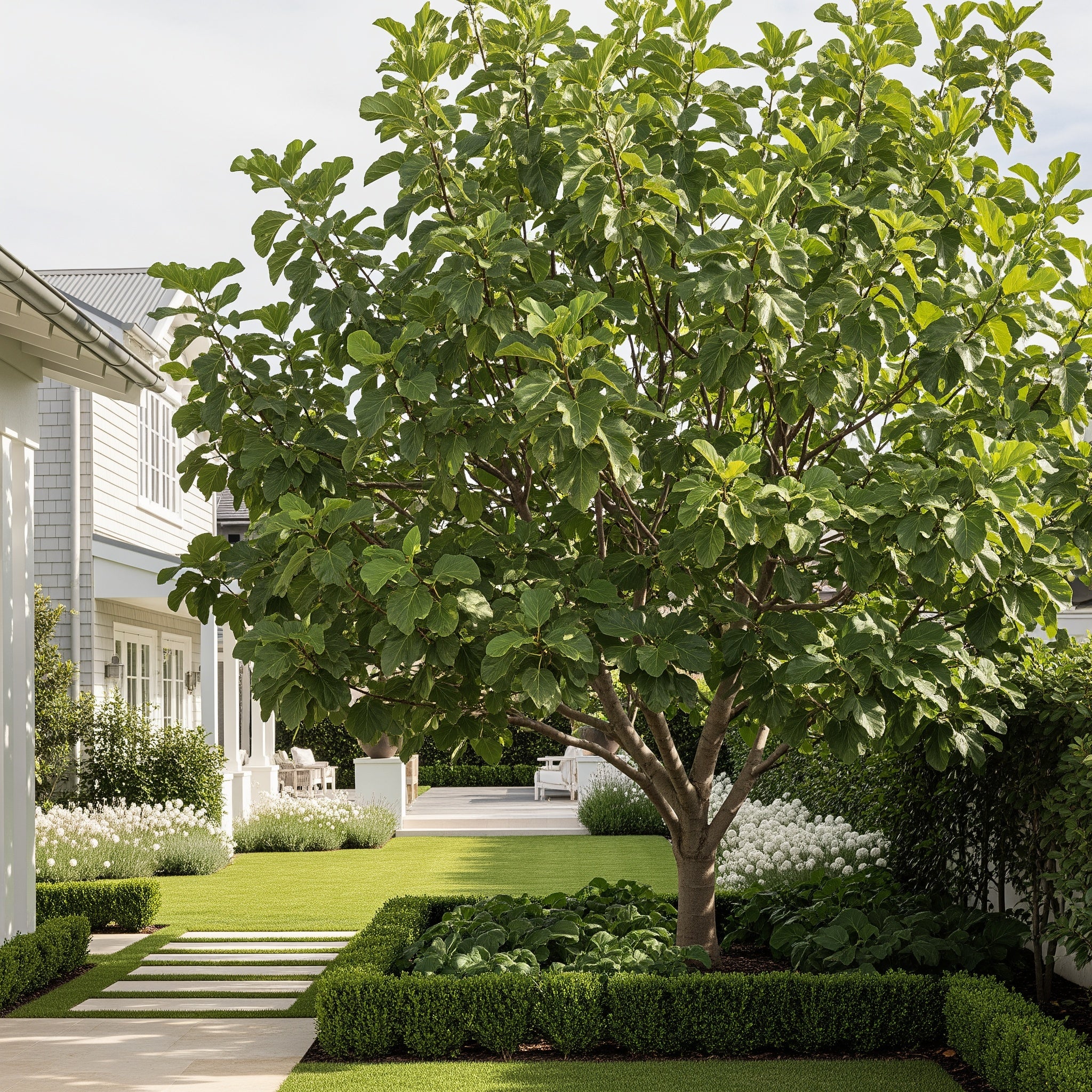 Olympian Fig Tree - Ficus carica 'Olympian'