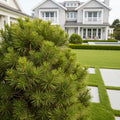 Ophir Mugo Pine Shrub - Pinus mugo 'Ophir'