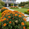 Orange Belgian Mums? - Chrysanthemum morifolium