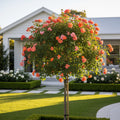 Orange Glow? Knock Out? Rose Tree