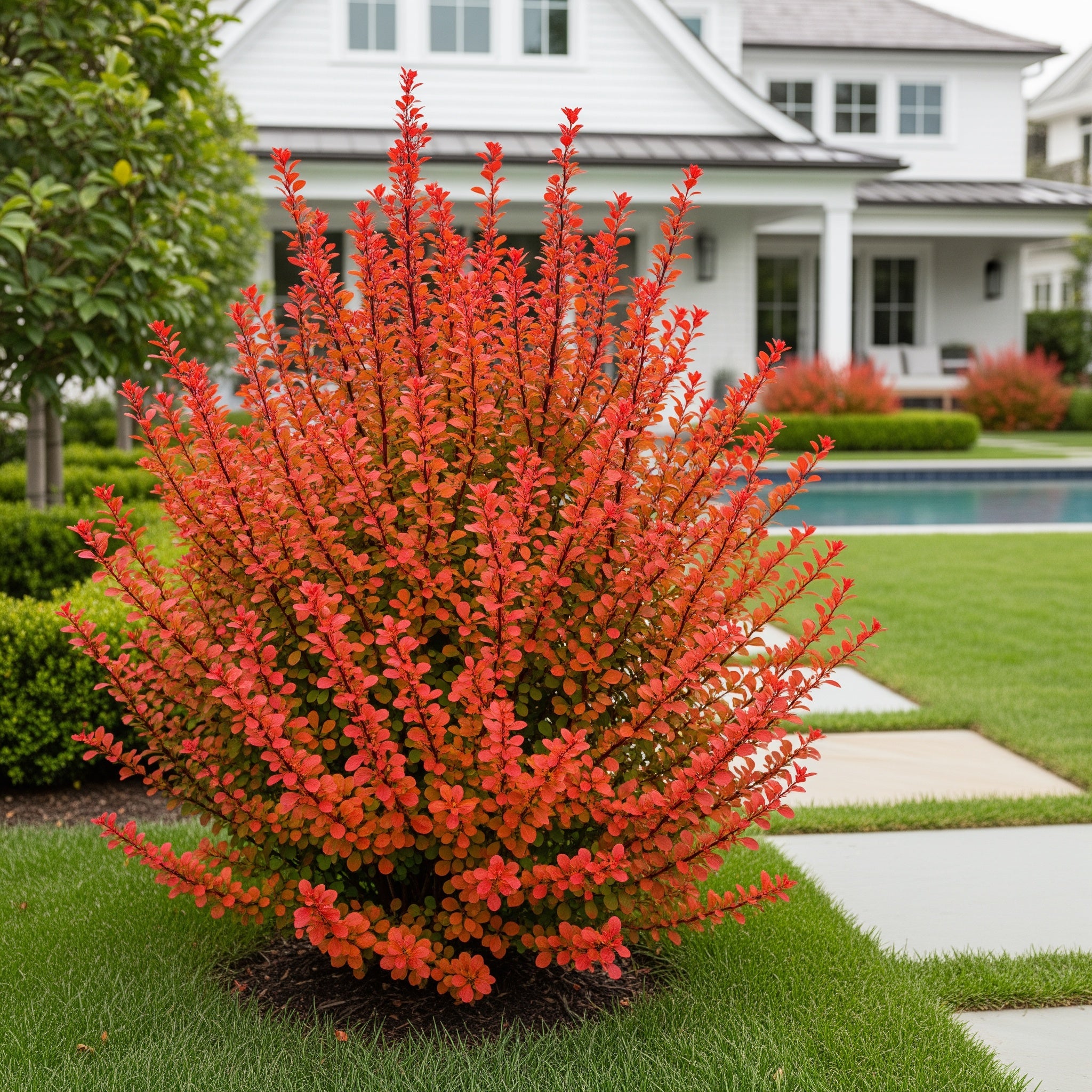 Southern Living? Orange Rocket Barberry Shrub