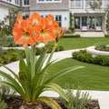 Orange Wax-Dipped Amaryllis Bulb with Sovereign Blooms - Hippeastrum