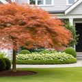 Orangeola Weeping Japanese Maple Tree - Acer palmatum 'Orangeola'