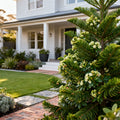 Oregon Green Austrian Pine - Pinus nigra 'Oregon Green'