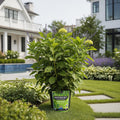 Root Rocket? All-Purpose Organic Fertilizer