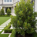 Bay Laurel - USDA Organic - Laurus nobilis