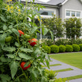 Beefsteak Tomato Plant - USDA Organic - Solanum lycopersicum