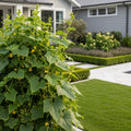 Organic Cucumber Salad Bush