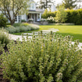 French Thyme Plant - USDA Organic - Thymus vulgaris