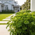 Italian Parsley Plant - USDA Organic - Petroselinum crispum neapolitanum