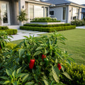 Jalapeno Pepper Plant - USDA Organic - Capsicum annuum