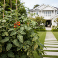 Little Bing Cherry Tomato Plant - USDA Organic - Solanum lycopersicum 'Little Bing'