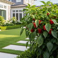 Snackabelle Red Pepper Plant - USDA Organic - Capsicum annuum