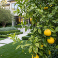 Oroblanco Grapefruit Tree - Citrus paradisi