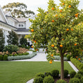 Owari Satsuma Mandarin Tree - Citrus reticulata