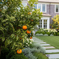 Owari Satsuma Mandarin Tree - Citrus unshiu 'Owari'