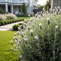 Pacific Mist Lavender Plant - Lavandula