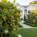 Page Mandarin Tree - Citrus ? tangelo 'Page'