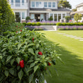 Gardenuity? Patio Hot Pepper Garden - Capsicum annuum