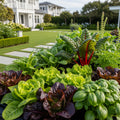 Gardenuity? Salad Garden Patio Kit