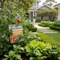 Patio Snack Organic Veggie 4 Pack Plant