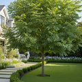 Patmore Green Ash Tree - Fraxinus pennsylvanica 'Patmore'