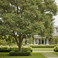 Pawnee Pecan Tree - Carya illinoinensis 'Pawnee'