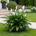 Peace Lily Plant - Spathiphyllum wallisii